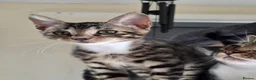 Bengal cats for sale: Pure breed Bengal kittens  - Advert 1