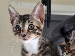 Bengal cats Pure breed Bengal kittens - Advert 2