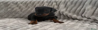 Dobermann Puppy 3