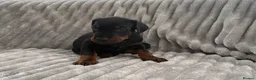Dobermann dogs for sale: Exceptional Pedigree Doberman pups for sale  - Advert 8