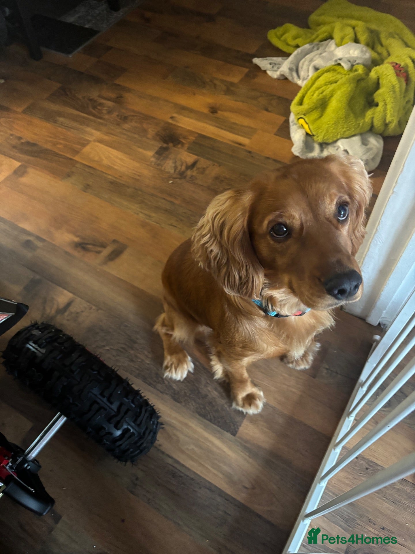 Cocker Spaniel dogs 18 month old cocker spaniel  - Advert 1