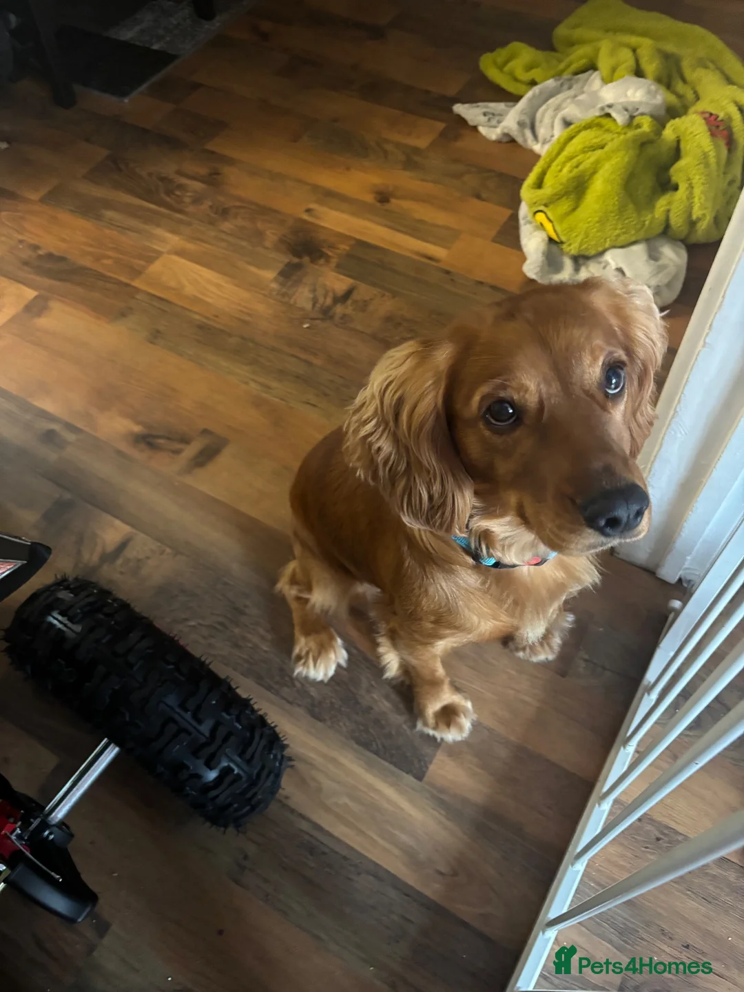 Cocker Spaniel dogs for sale: 18 month old cocker spaniel  in Prenton - Advert 1