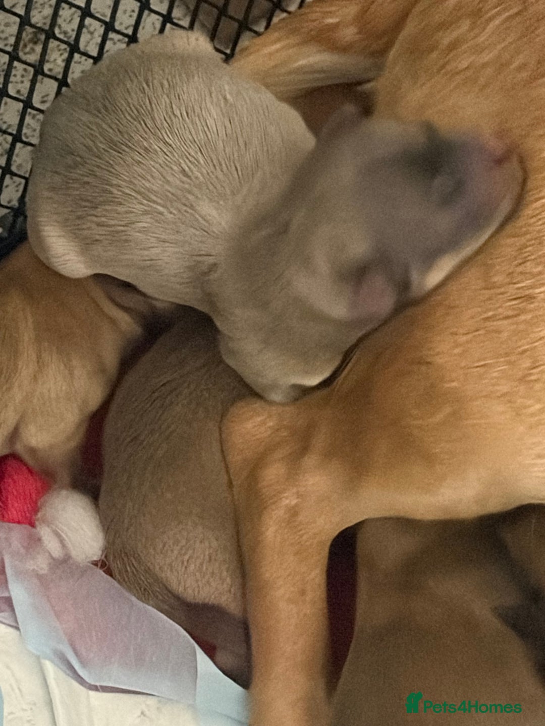 Chihuahua dogs for sale: Beautiful litter of chihuahua puppies - Advert 3