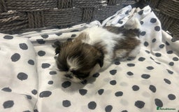 Shih Tzu dogs for sale: Litter of 5 Shih tzu puppys - Image 16