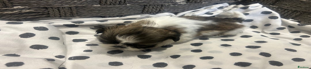 Shih Tzu Puppy 1