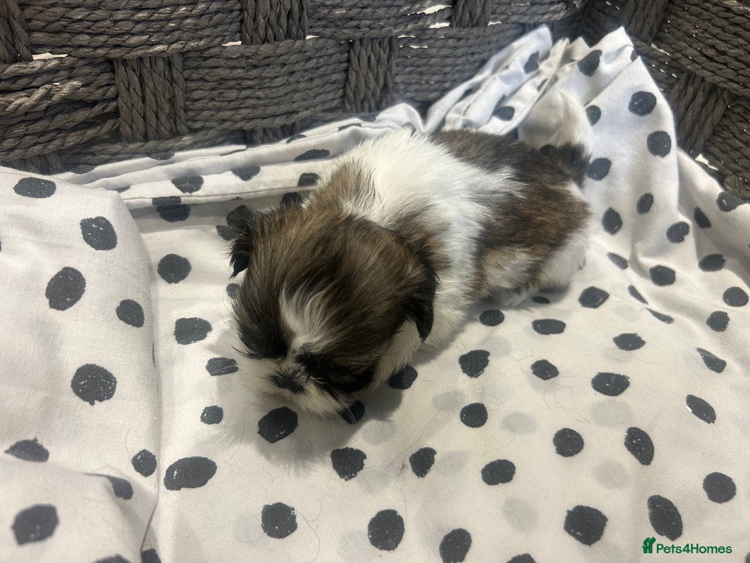 Shih Tzu dogs for sale: Litter of 5 Shih tzu puppys - Image 16