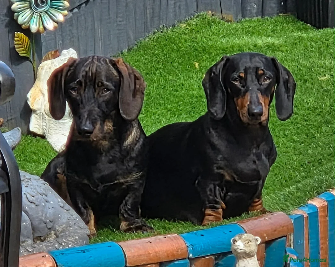 Dachshund dogs for sale: Beautiful Bunch of Standard Dachshund Puppies💐 - Advert 26