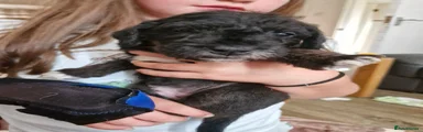 Mixed Breed 6