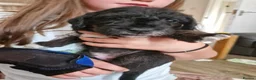 Mixed Breed dogs for sale: Jack russell x bedlington terrier  - Advert 8