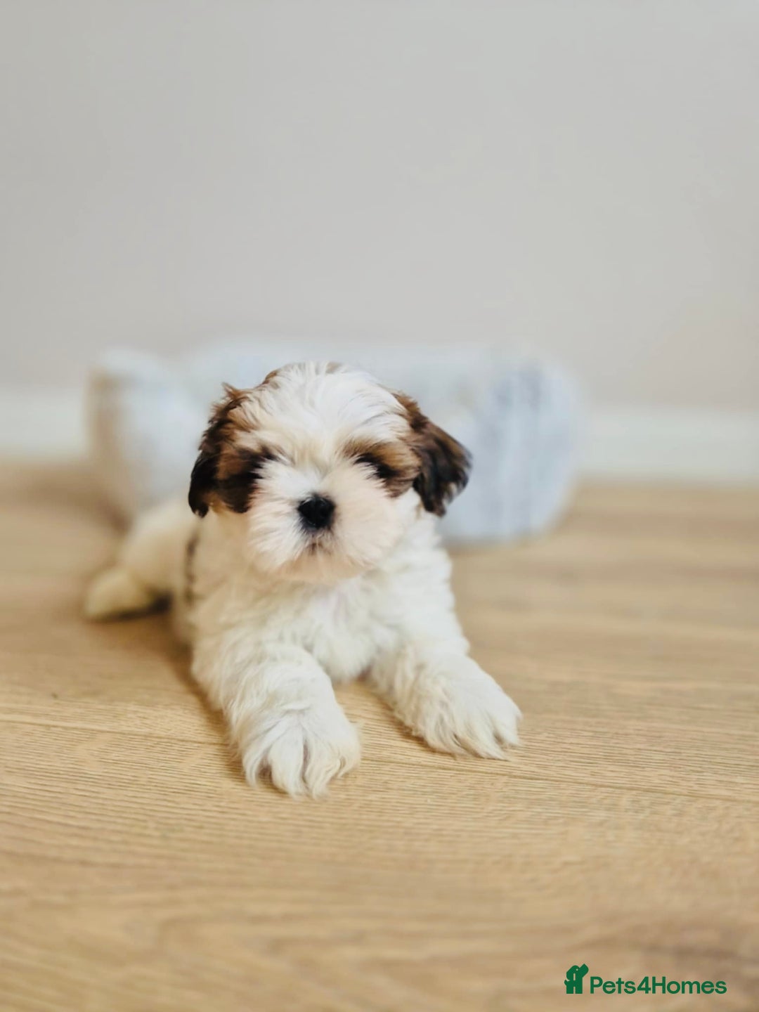 Shih Tzu dogs for sale: Shihtzu  - Image 15