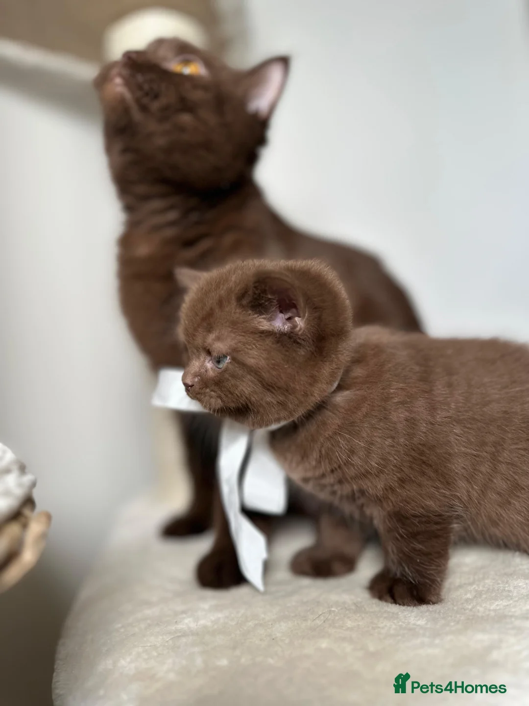 British Shorthair cats for sale: Adorable British Shorthair Kittens for Sale in Lincoln - Advert 11