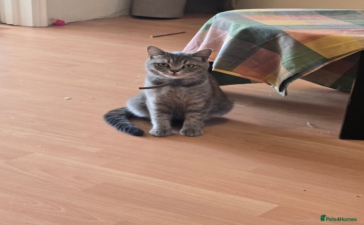 British Shorthair cats - Advert 7