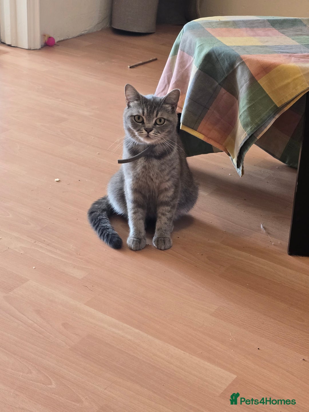 British Shorthair cats for sale: British short hair cat - Image 1