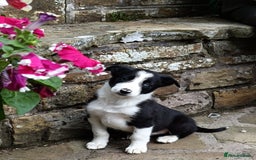 Border Collie dogs for sale: Border collie male puppy  - Image 1