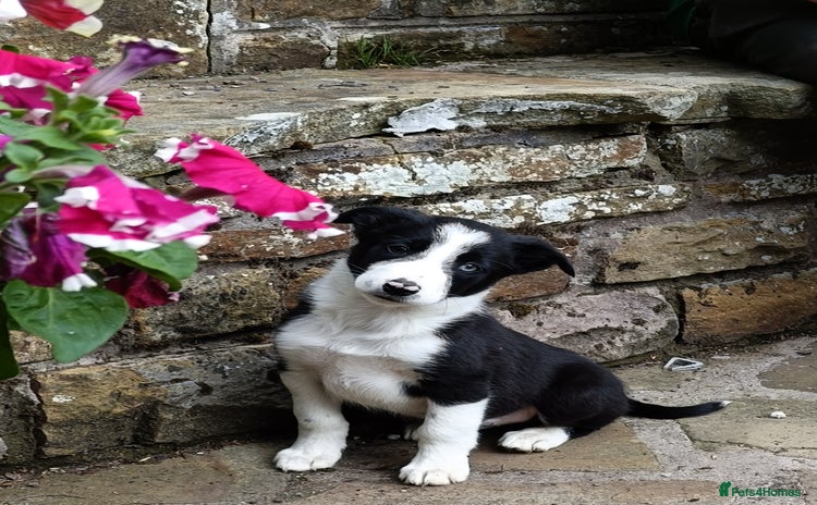 Border Collie dogs - Advert 6