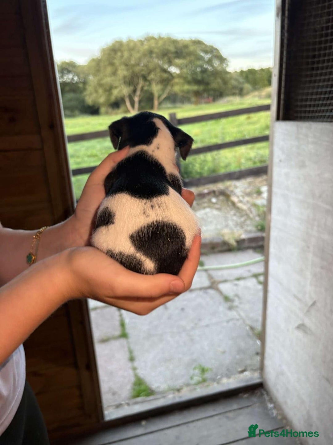 Jack Russell dogs for sale: Jack Russell puppies 5 boys left - Image 19