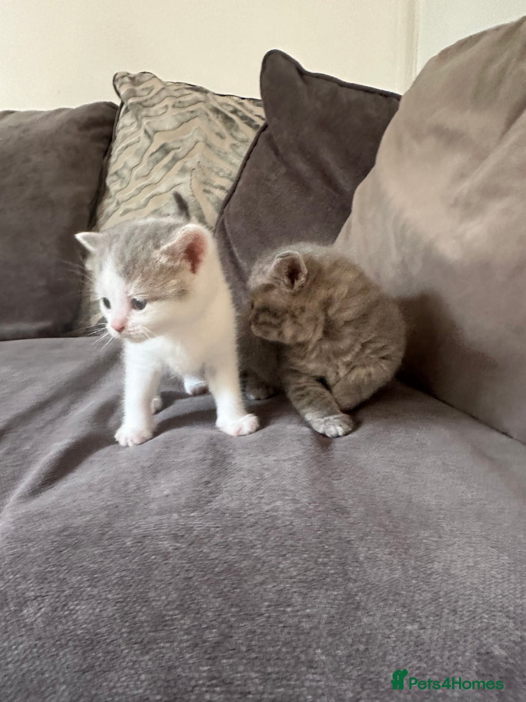 British Shorthair cats for sale: British shorthair cross - Image 17