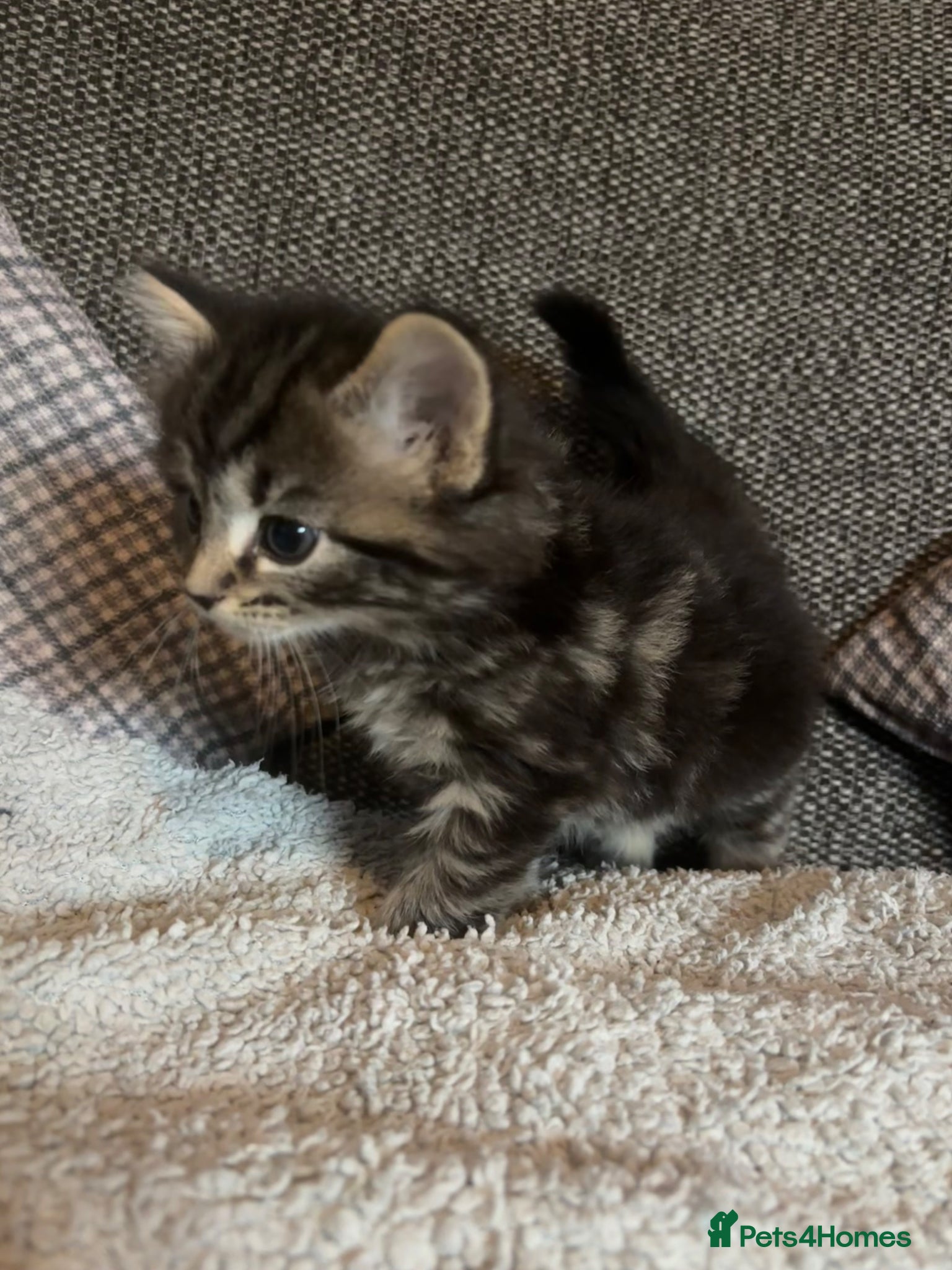 British Longhair cats for sale: Luna’s beautiful British longhair kittens 🐾🥰 in Bury Saint Edmunds - Advert 14