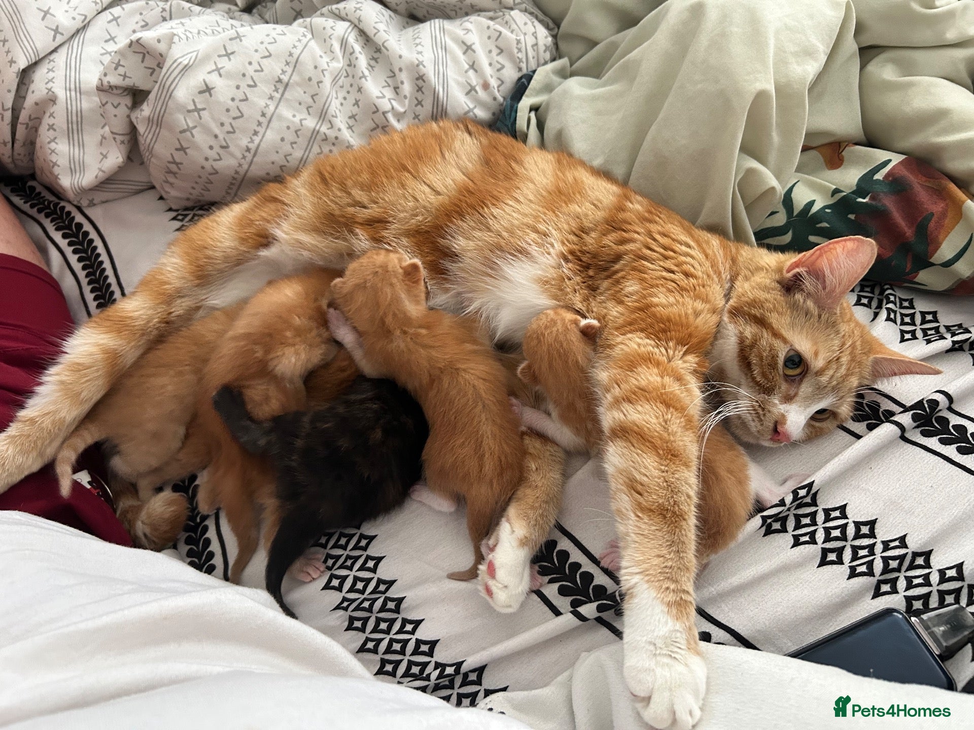 Mixed Breed cats Beautiful Ginger & Tortoiseshell Kittens - Advert 7
