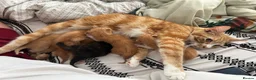 Mixed Breed cats for sale: Beautiful Ginger & Tortoiseshell Kittens in Faringdon - Advert 1