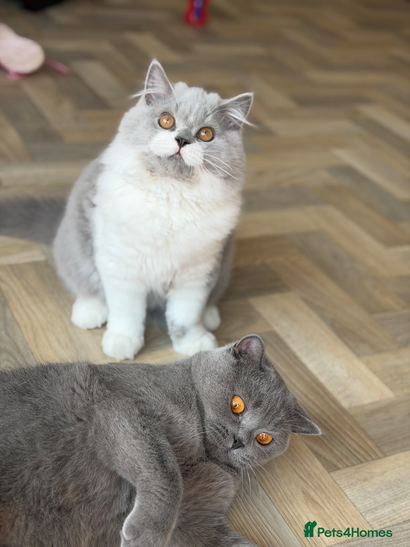 British Shorthair cats Last boy from a litter of 4💙 - Advert 1