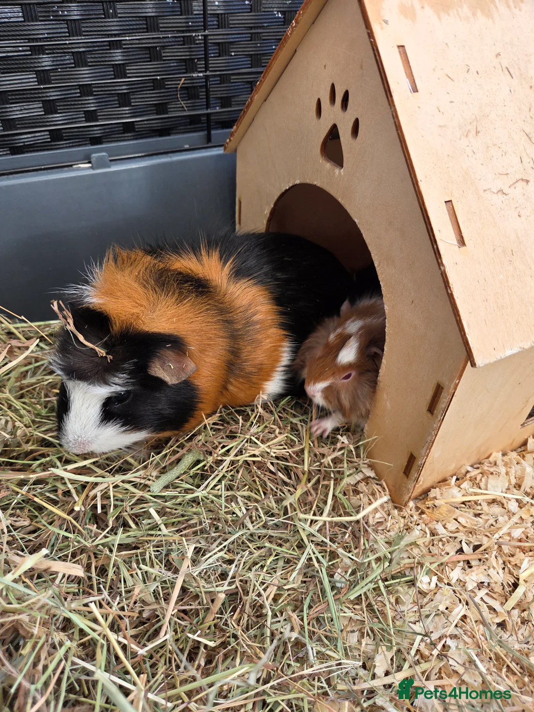 Guinea Pig rodents for sale: Baby boys guinea pigs - Advert 8