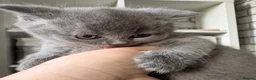 British Shorthair cats for sale: British shorthair / Russian blue  - Advert 7