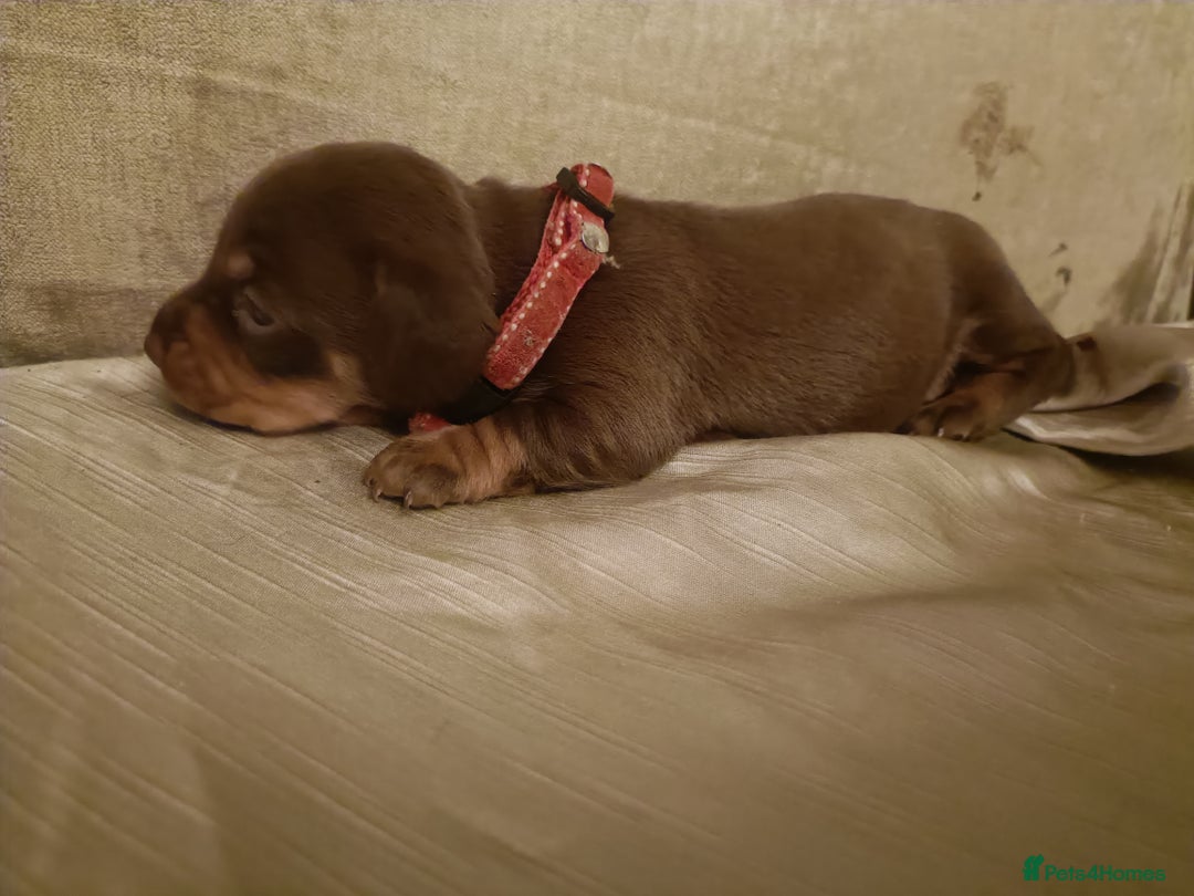 Miniature Dachshund dogs for sale: Chocolate mini dachshund - Advert 5