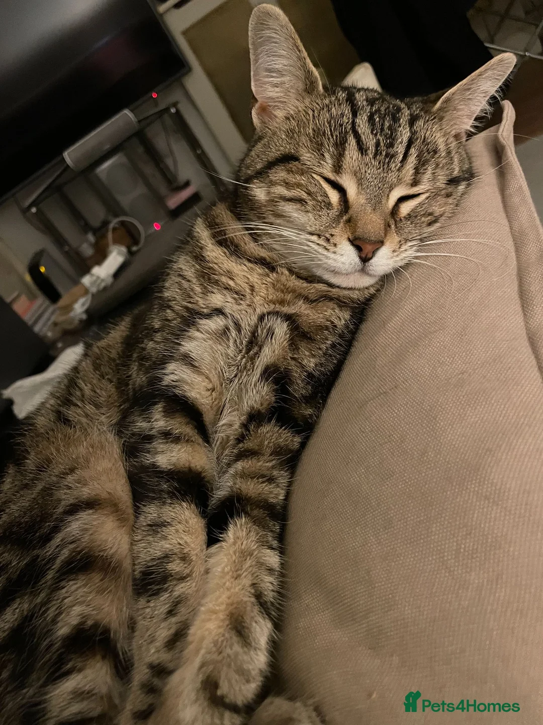 Domestic Shorthair cats for sale: Charlie: Loving Tabby Cat Seeking Forever Home - Advert 12