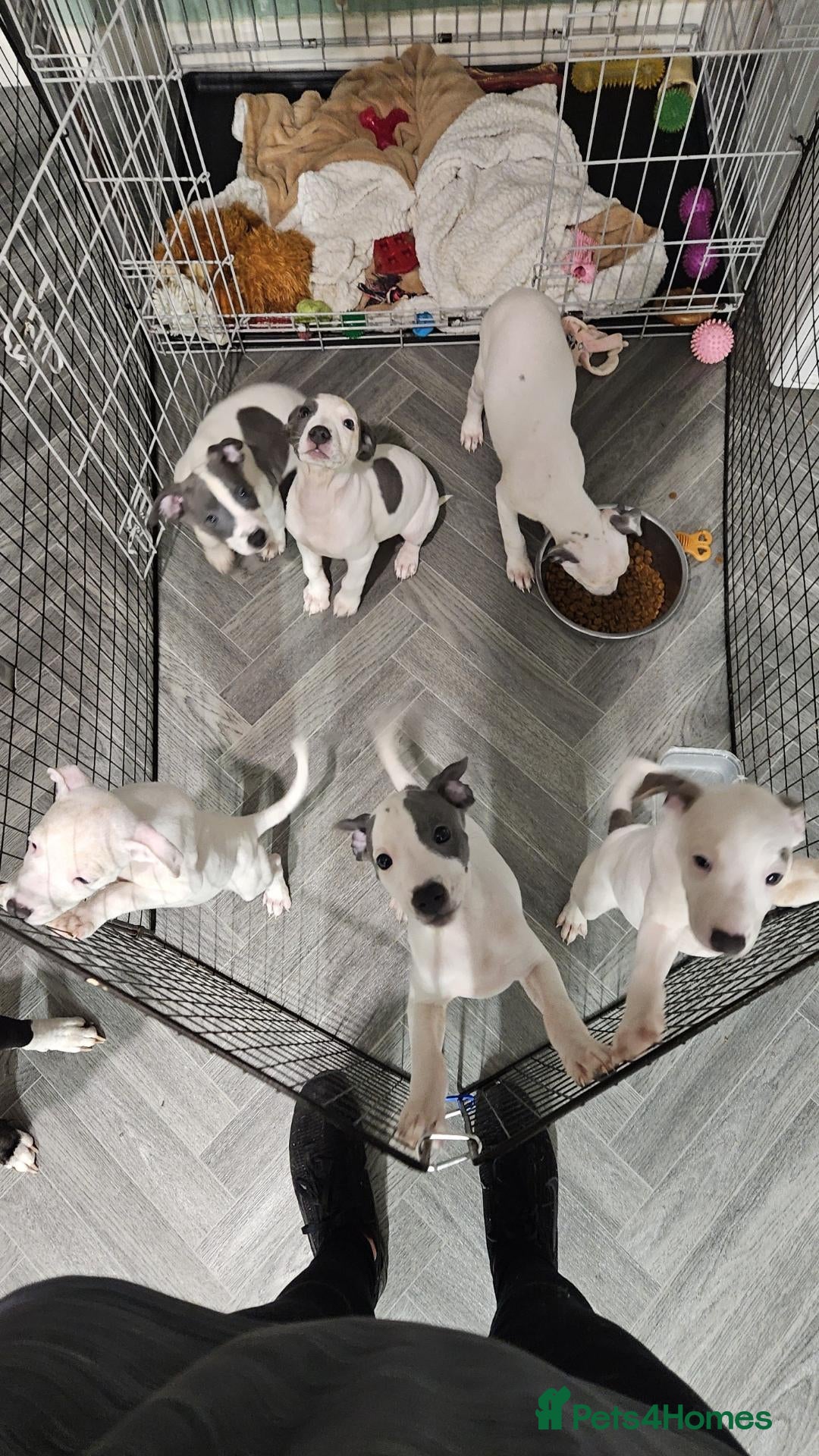 Mixed Breed dogs for sale: Whippet staffy puppies 4boys 4 girls  - Advert 16