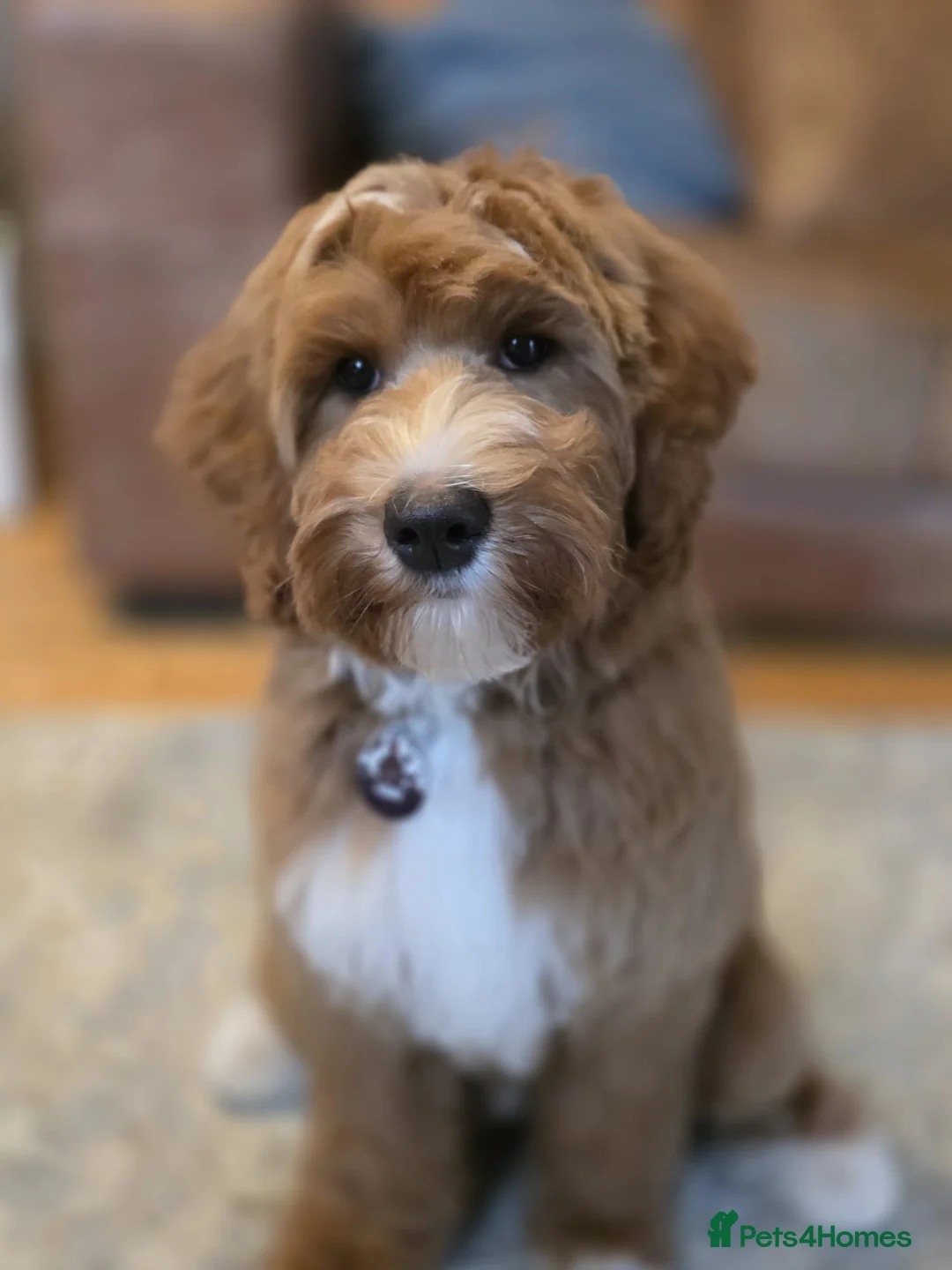 Goldendoodle dogs for sale: WAITING LIST- Australian Labradoodle RED&White TUX - Advert 31