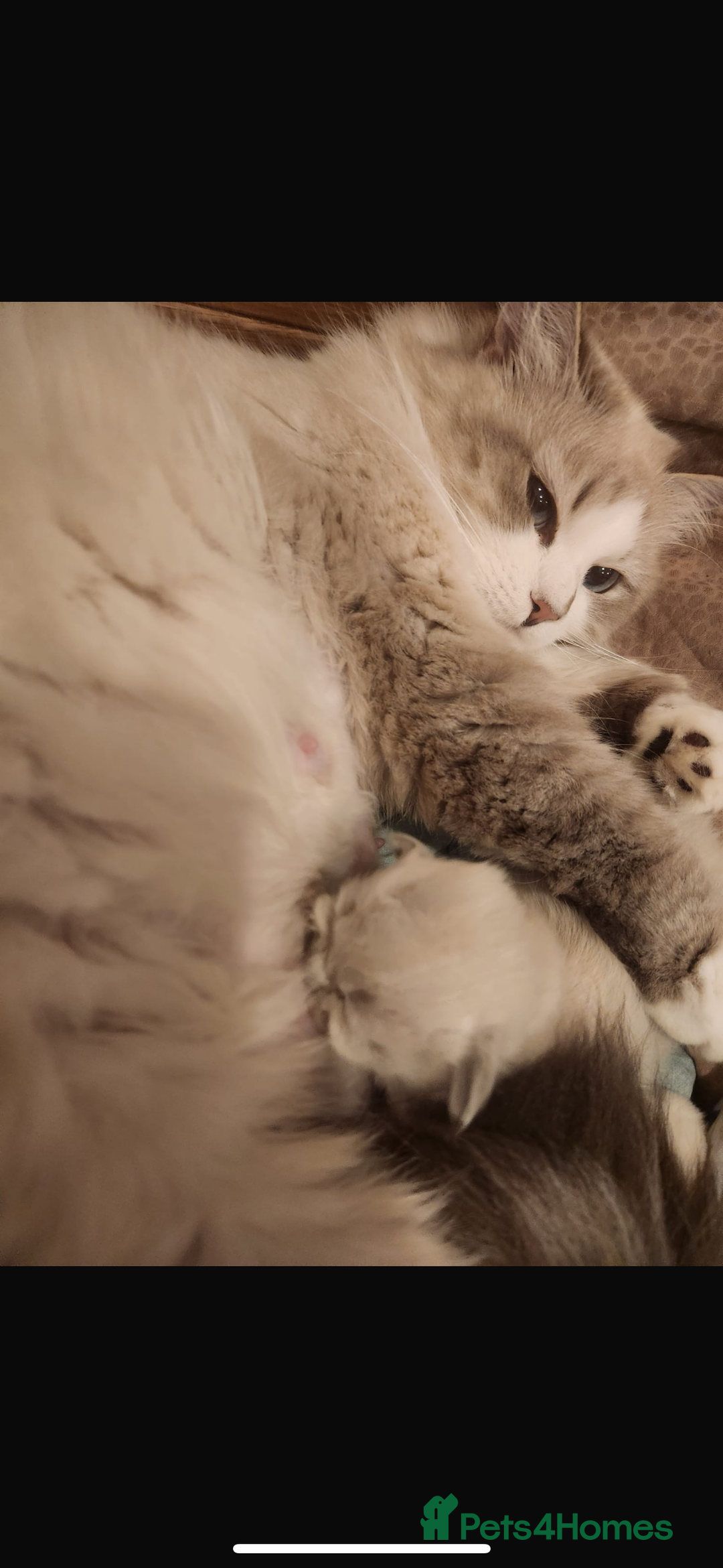 Neva Masquerade cats for sale: Siberian Neva masquerade  - Advert 2