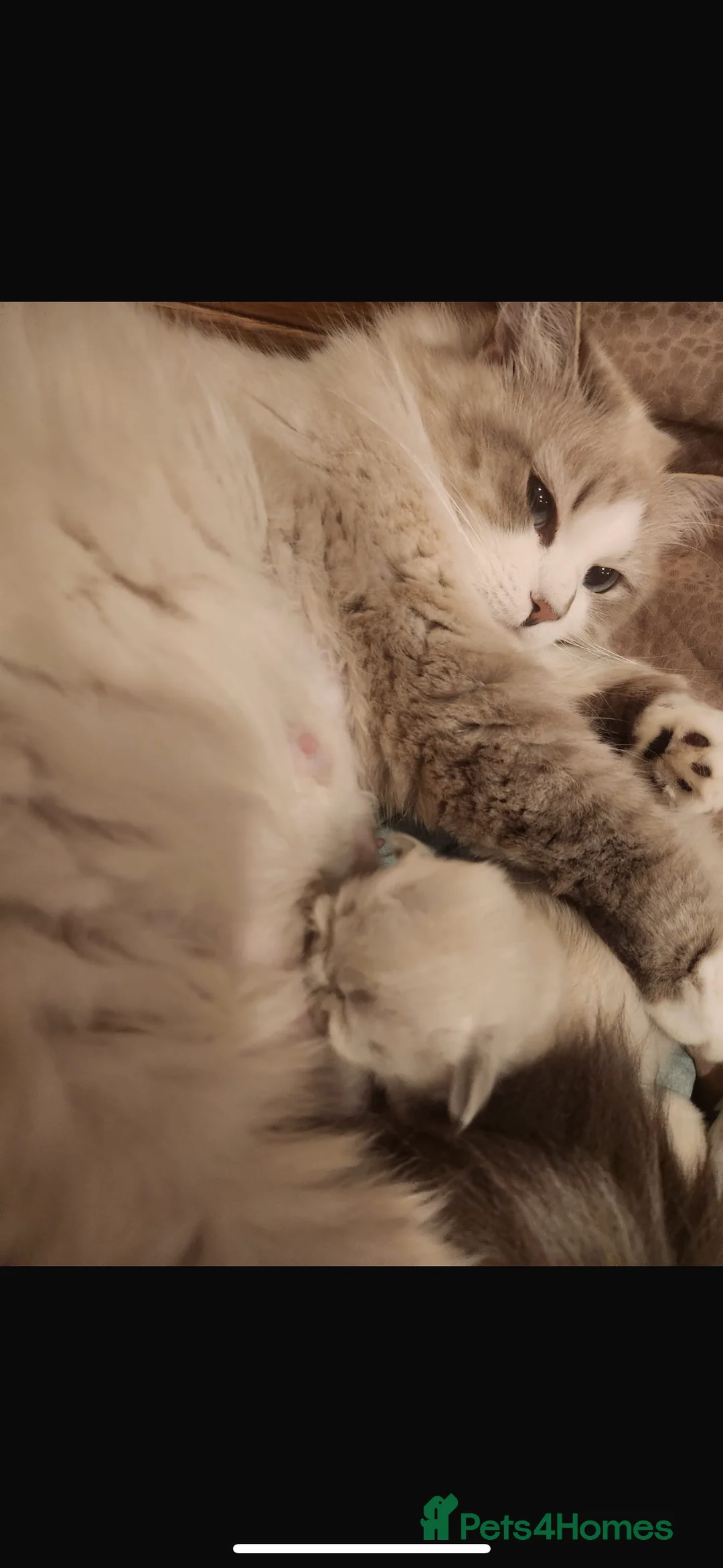 Neva Masquerade cats for sale: Siberian Neva masquerade  - Advert 2