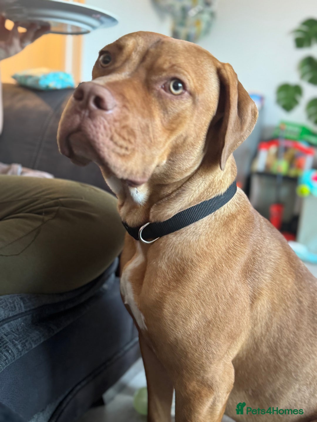 Mixed Breed dogs for sale: Skylar - Image 3