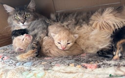 Maine Coon cats for sale: Pure Maine Coon kittens ready now - Image 7