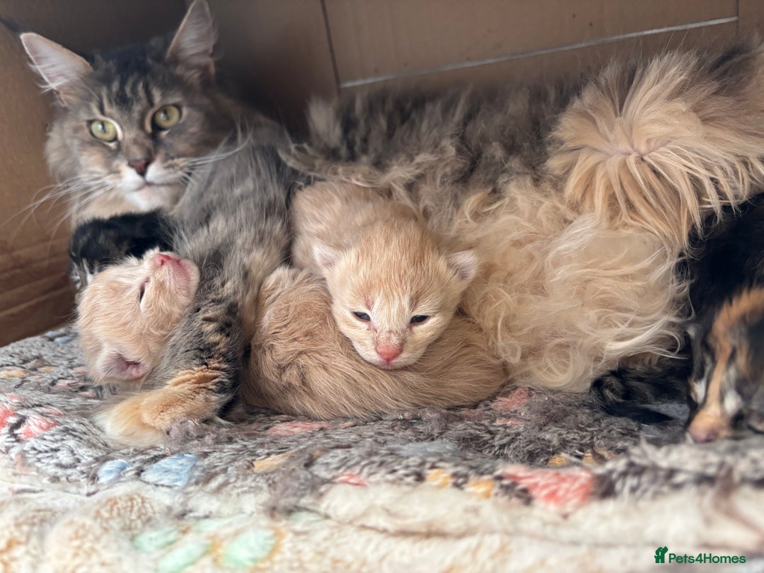 Maine Coon cats for sale: Pure Maine Coon kittens ready now - Image 7