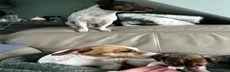 Jack Russell dogs for sale: Beautiful Miniature Jack Russell’s  - Advert 14