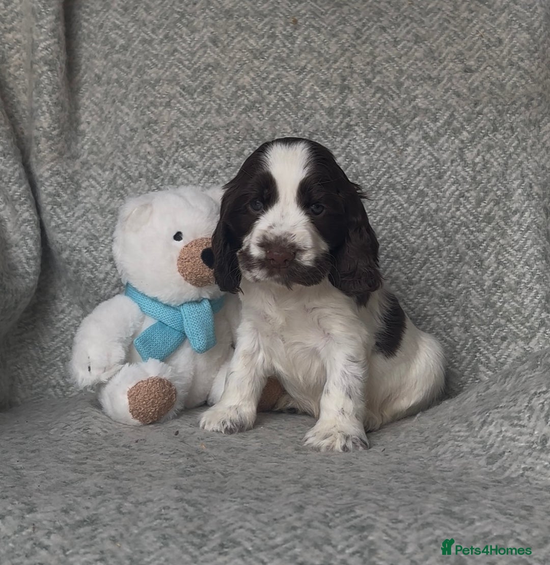 Cocker Spaniel dogs for sale: Ready Now! KC Show Type Cocker Spaniel Pups  - Image 25