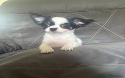 Chihuahua dogs for sale: Beautiful longhaired chihuahua boys ready now  - Image 14