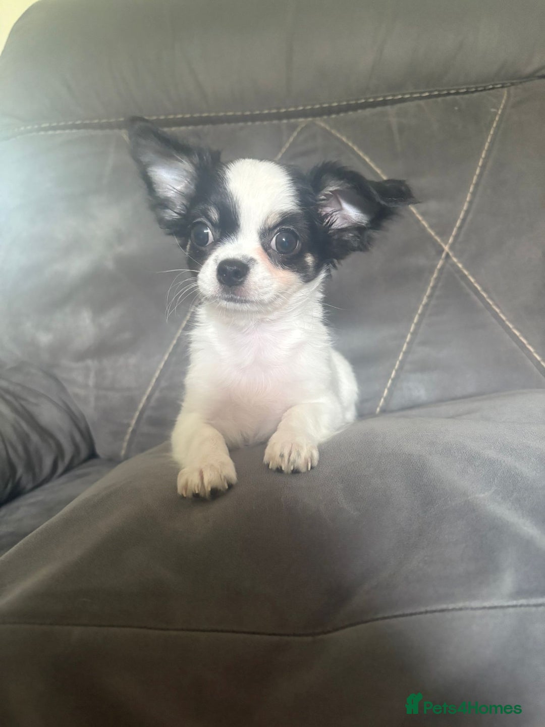 Chihuahua dogs for sale: Beautiful longhaired chihuahua boys ready now  - Image 14