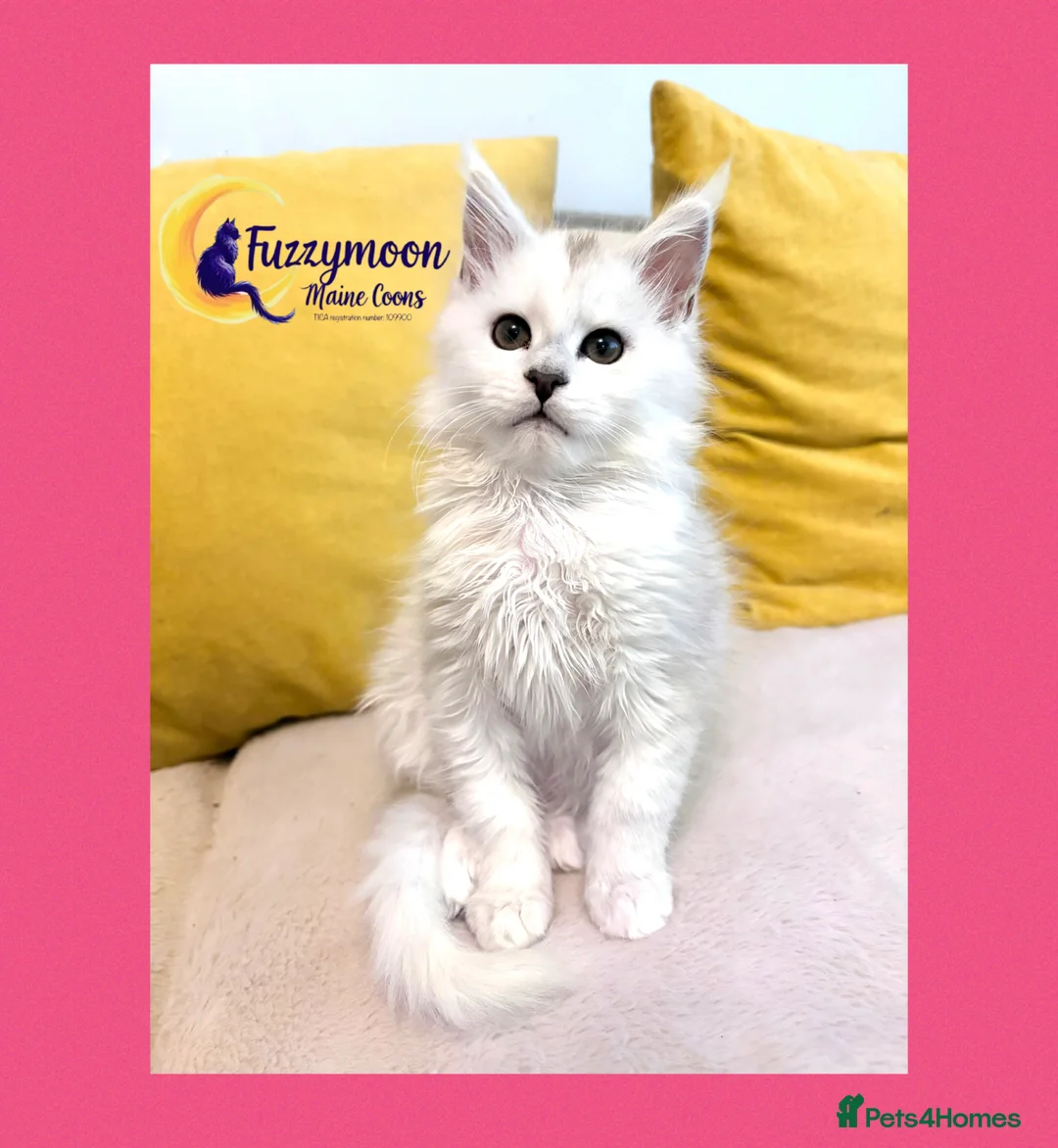 Maine Coon cats for sale: Gorgeous Shaded Pedigree Maine Coon Kittens - Advert 25