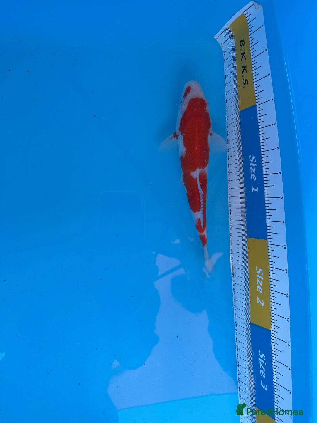 Koi Carp fish for sale: Koi Carp for Sale of Various Varieties and Ages - Image 3