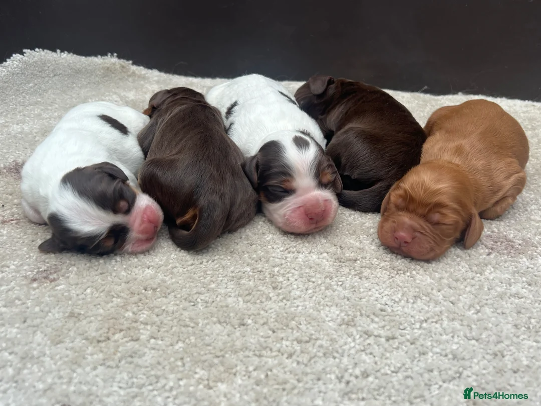 Cocker Spaniel dogs for sale: Stunning working cocker spaniels  - Advert 1
