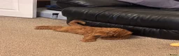 Cockapoo dogs for sale: Beautiful Red cockapoo boy. Ready now! - Advert 9