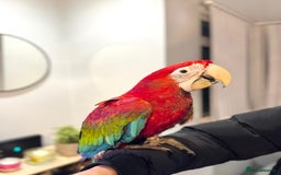 Budgerigars birds for sale: PLAYFUL BABY GREENWING MACAW - Image 8