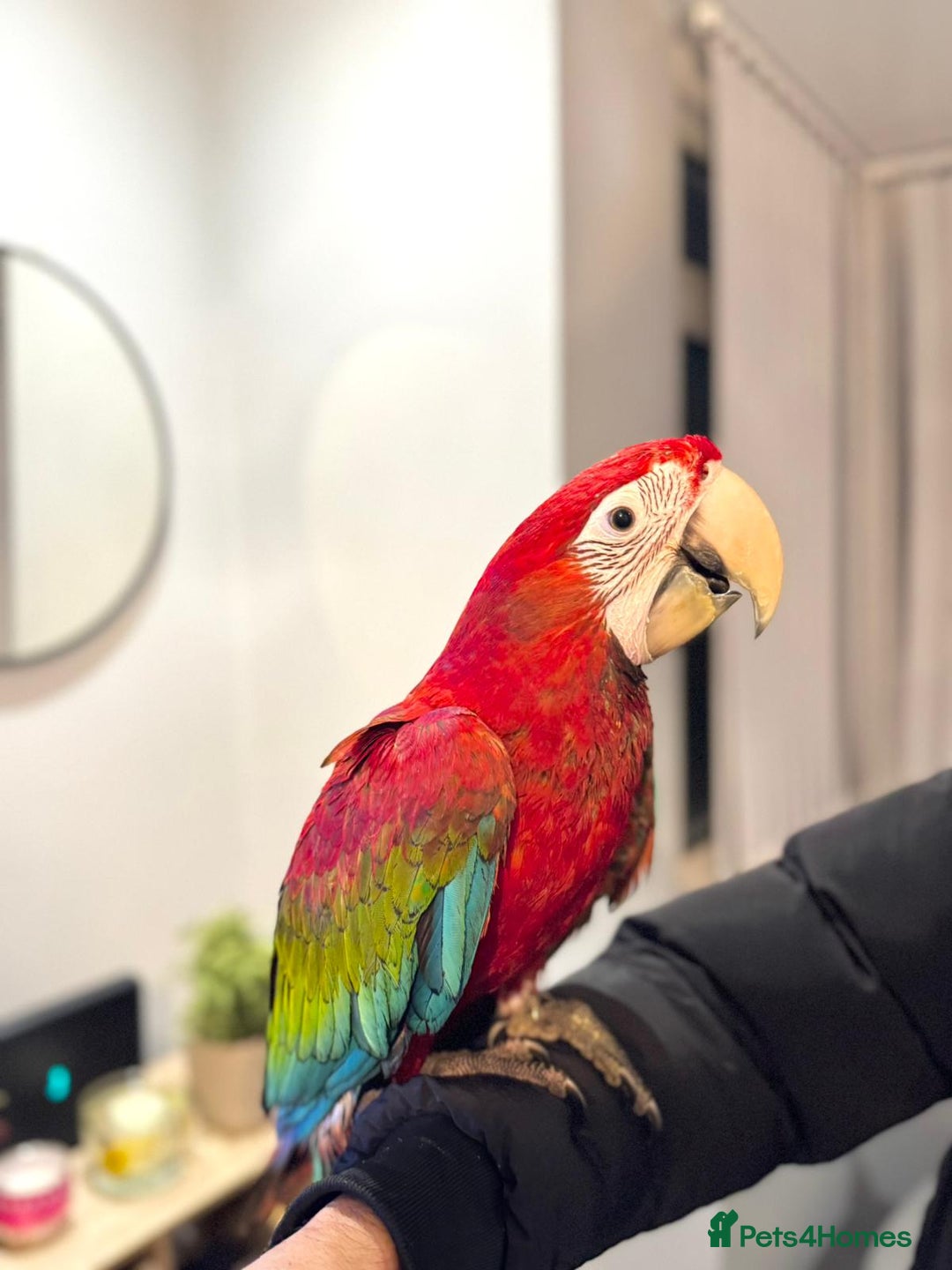 Budgerigars birds for sale: PLAYFUL BABY GREENWING MACAW - Image 8