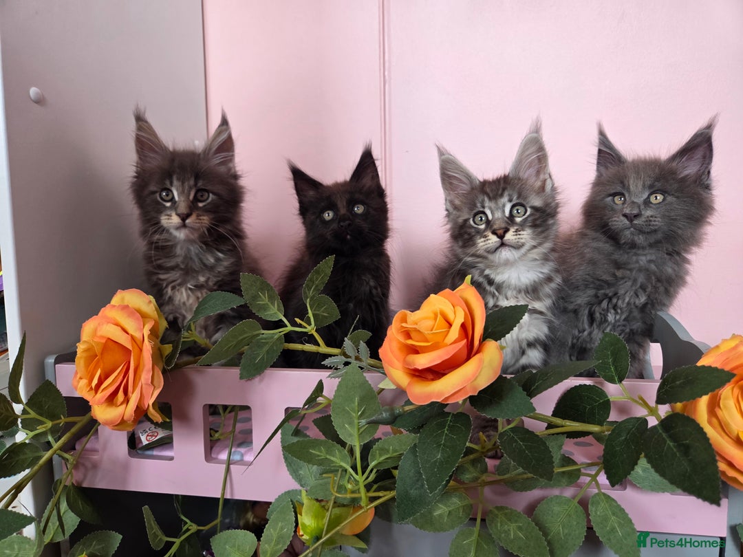 Maine Coon cats for sale: TICA REGISTERED MAINE COON KITTENS - Image 1