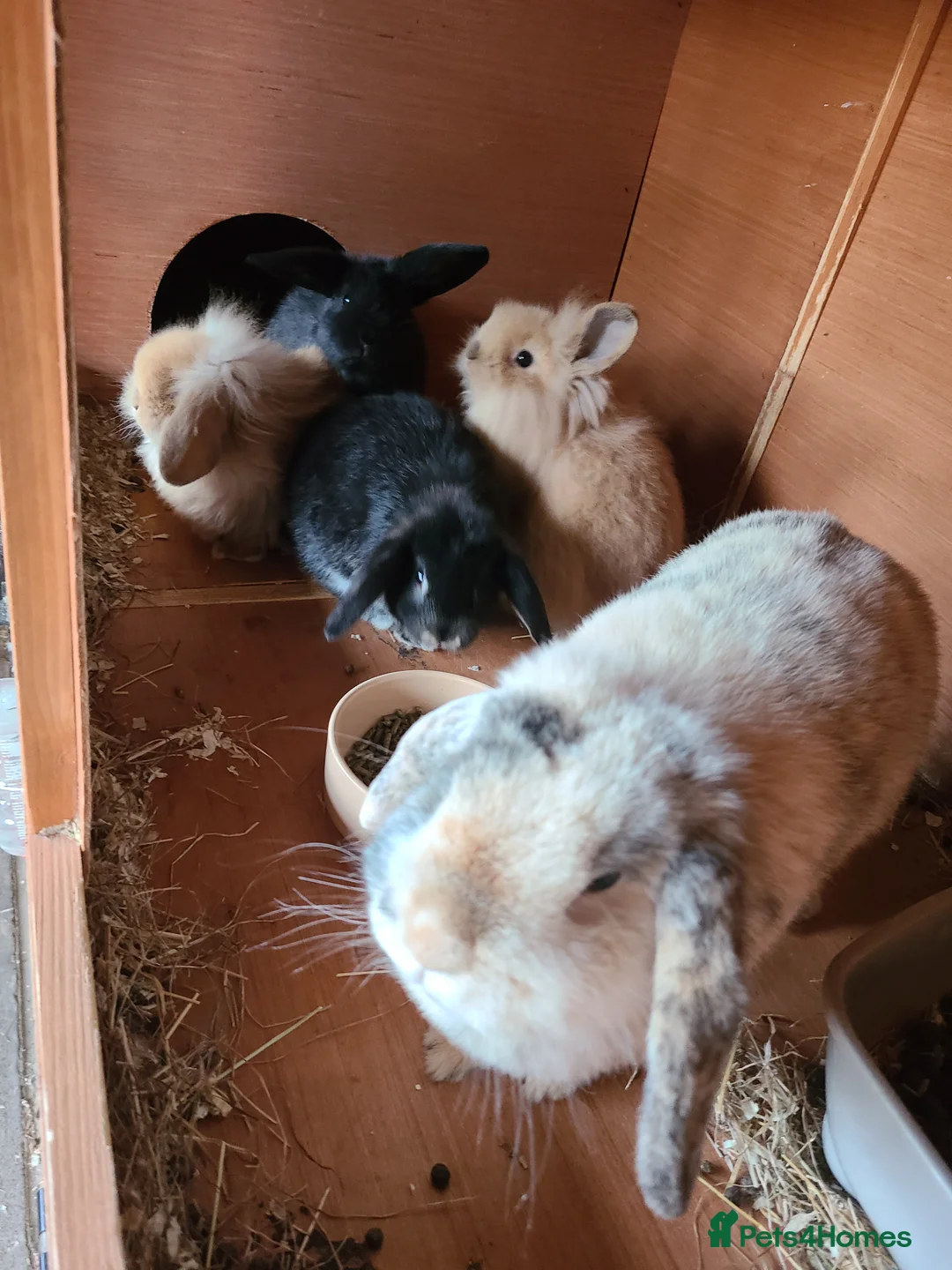 Mixed Breed rabbits for sale: Mix Breed Lop Bunnies  - Advert 2