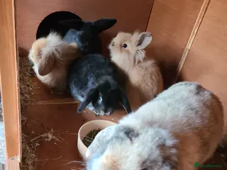 Mixed Breed rabbits Mix Breed Lop Bunnies - Advert 6