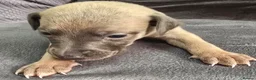 Whippet dogs for sale: The most precious! Kc wippets 🐶 boys & girls   - Advert 33